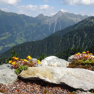 Zillertal mountain flowers